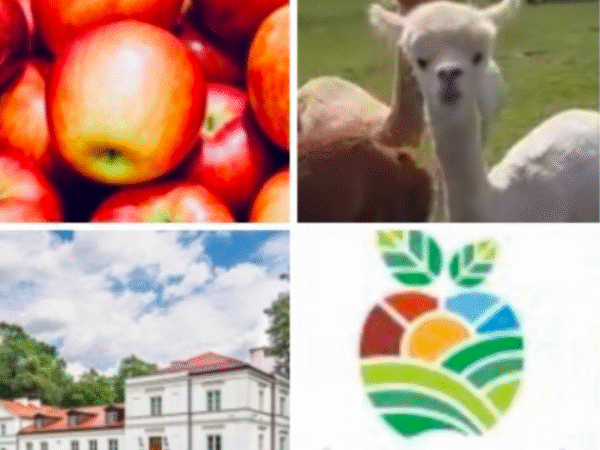 Jabłkowa Kraina –Światowy dzień jabłka i spotkanie z alpakami TERMIN 28.09.2025 (niedziela)