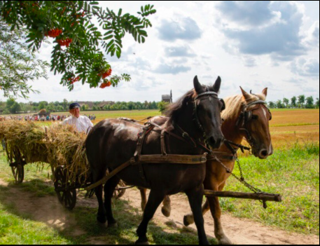 Sierpc i żniwa w skansenie TERMIN 02.08.2026 (niedziela)