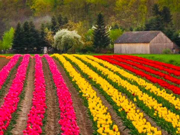 Świetokrzyskie tulipany i festiwal smaków  II TERMIN 03.05.2026 (niedziela)