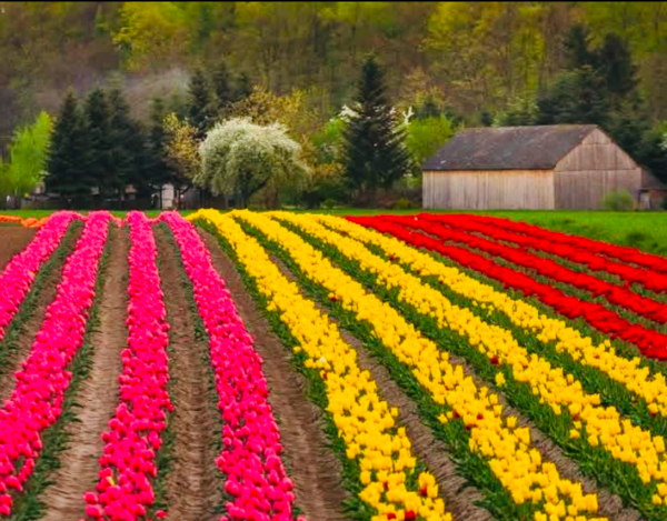 Świetokrzyskie tulipany i festiwal smaków  II TERMIN 03.05.2026 (niedziela)
