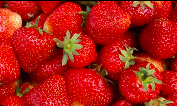 Dzień świętokrzyskiej truskawki i jarmark agroturystyczny TERMIN 07.06.2026 ( niedziela)