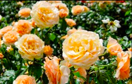 Różana kraina cz.1- Pabianice i święto róż w afloparku TERMIN 28.06.2026 (niedziela)